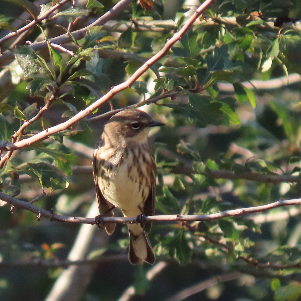 Yellow-rumped Warbler - ML643747338