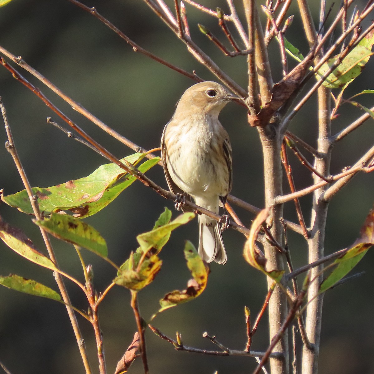 Yellow-rumped Warbler - ML643747340