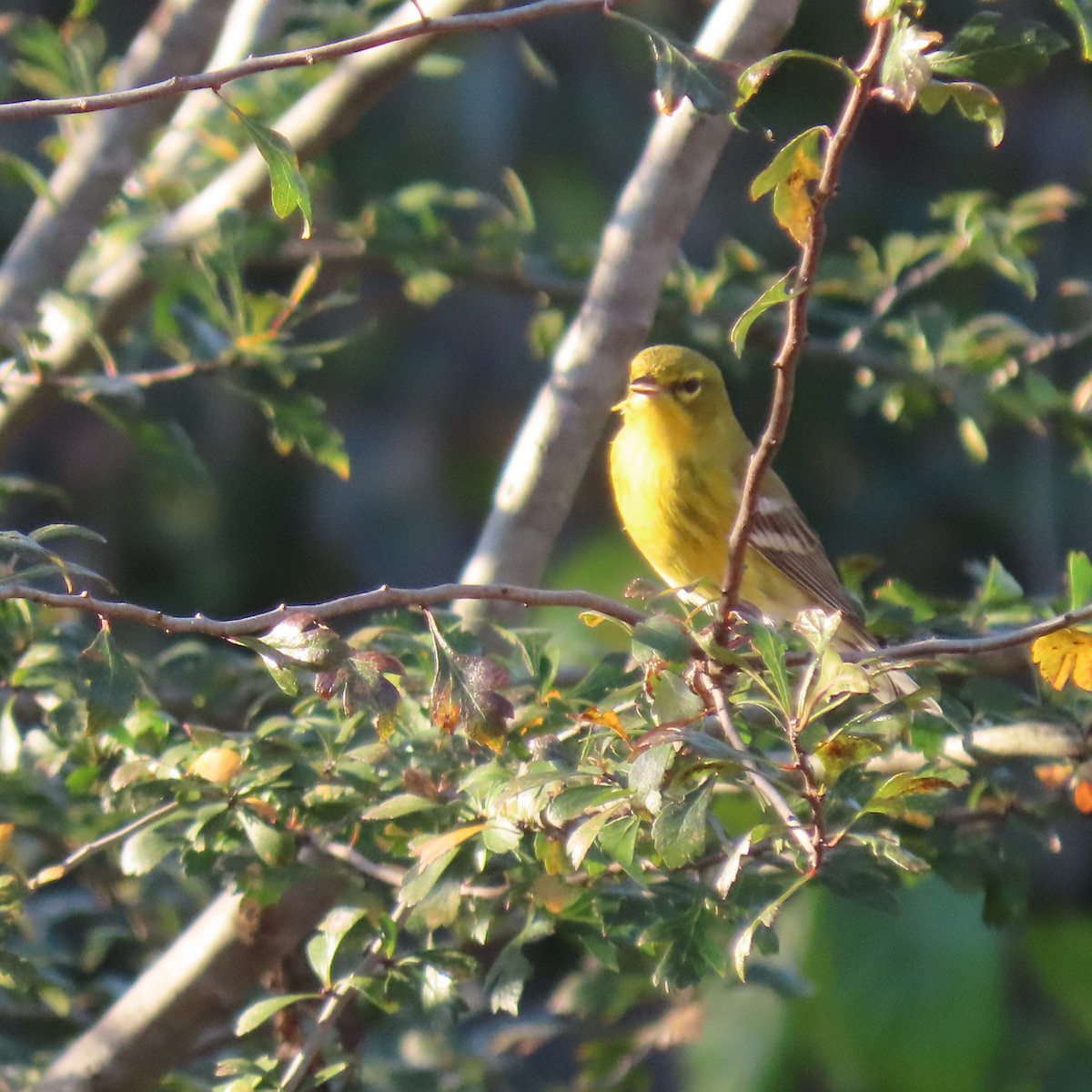 Pine Warbler - ML643747341