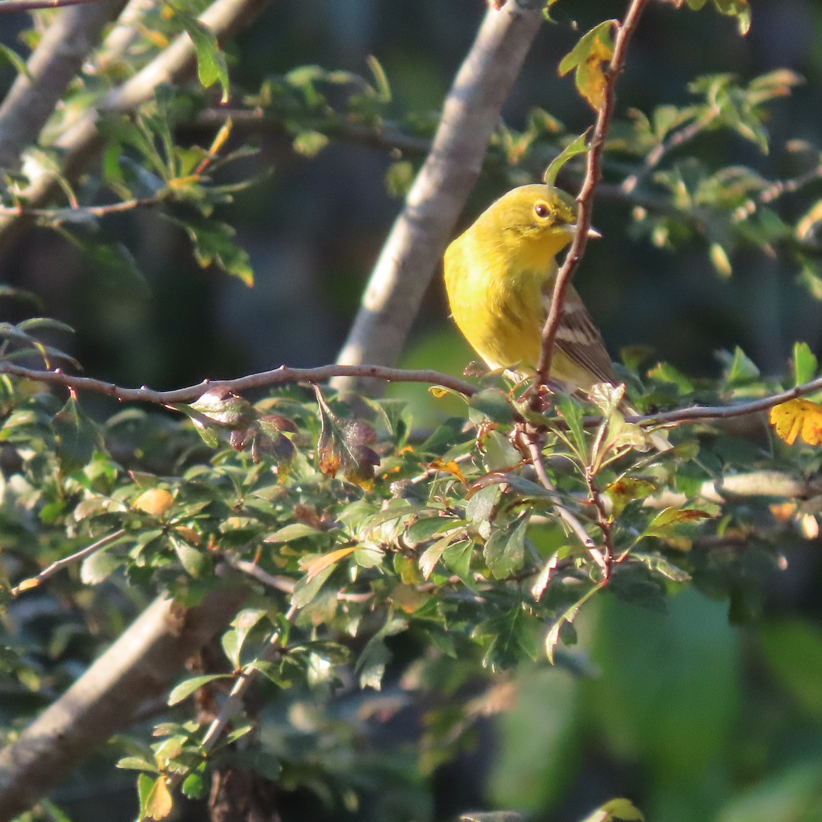 Pine Warbler - ML643747342