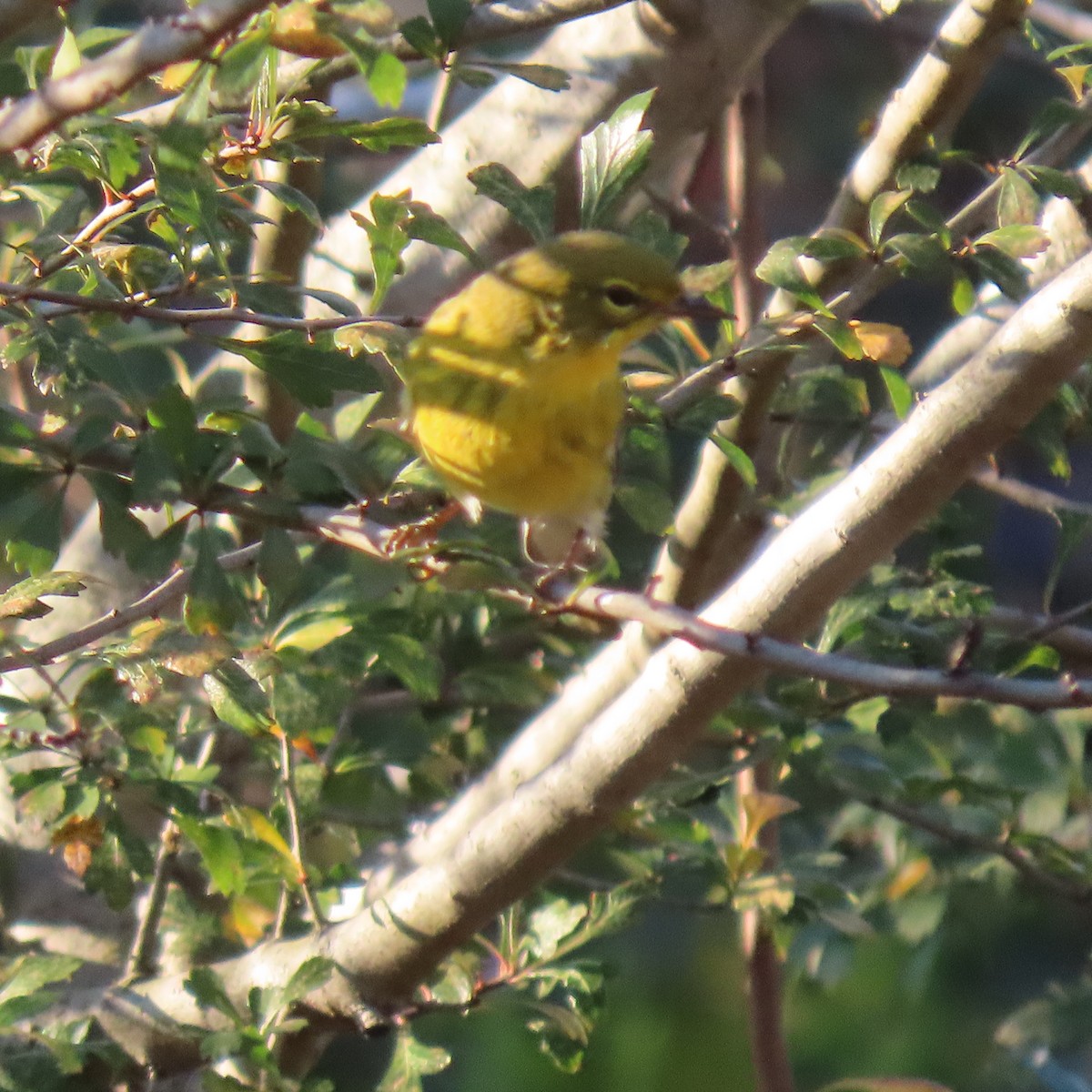 Pine Warbler - ML643747343