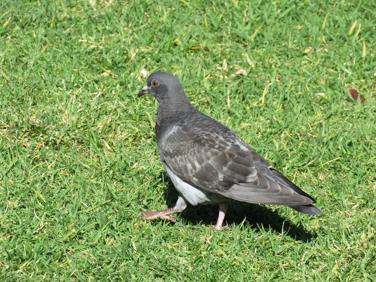 Rock Pigeon (Feral Pigeon) - ML643747344