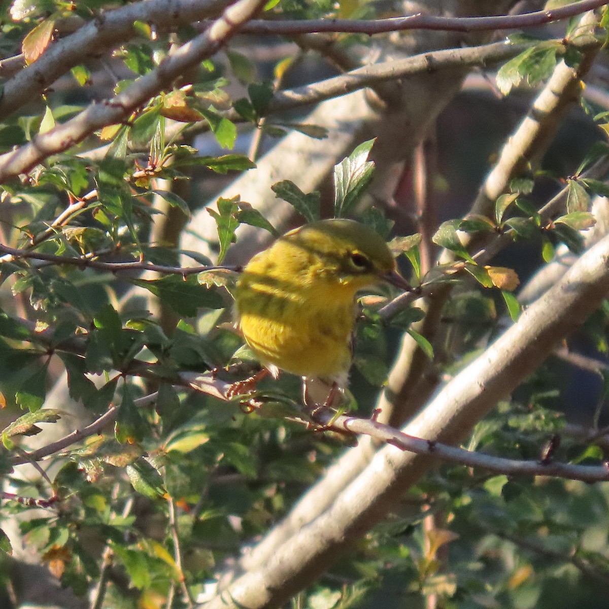 Pine Warbler - ML643747347