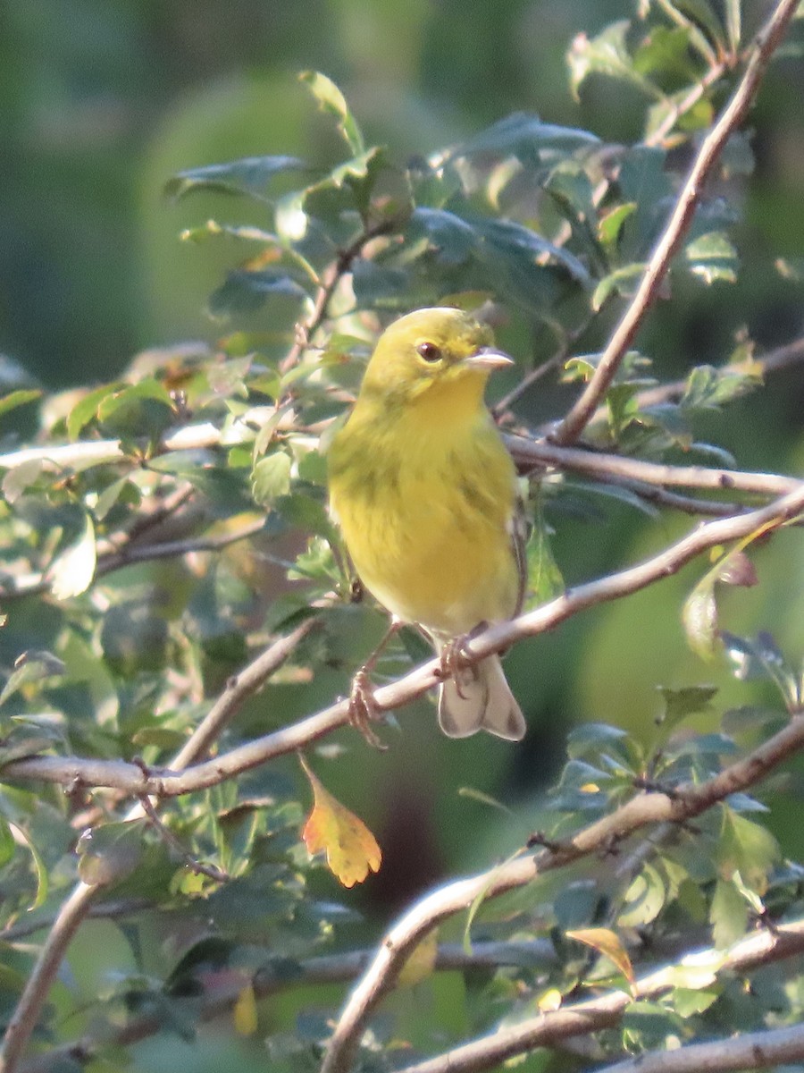 Pine Warbler - ML643747348