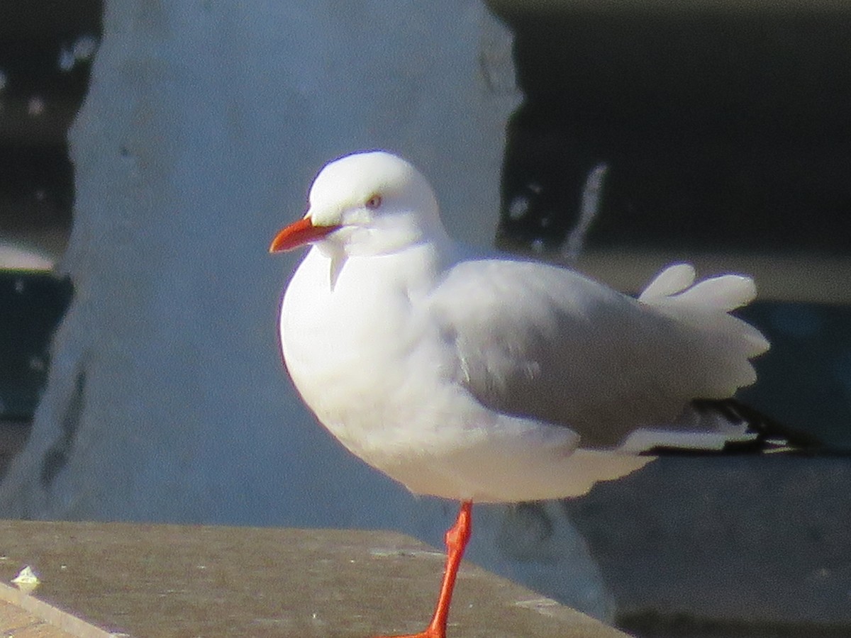 Silver Gull - ML643747350
