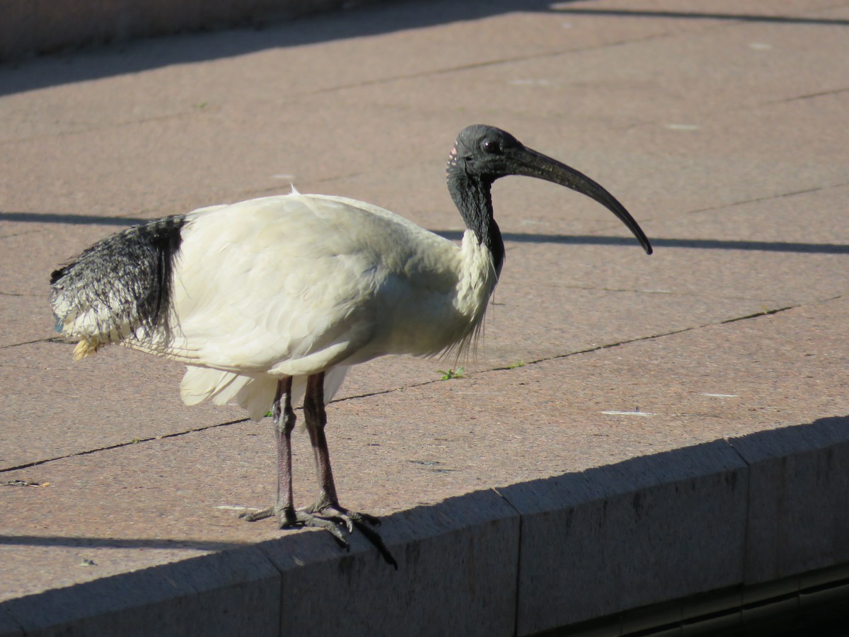 Australian Ibis - ML643747355