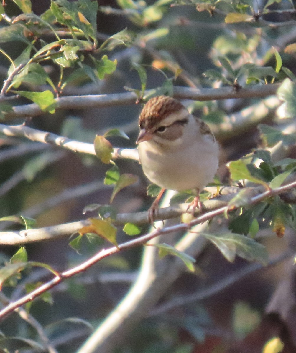 Chipping Sparrow - ML643747356