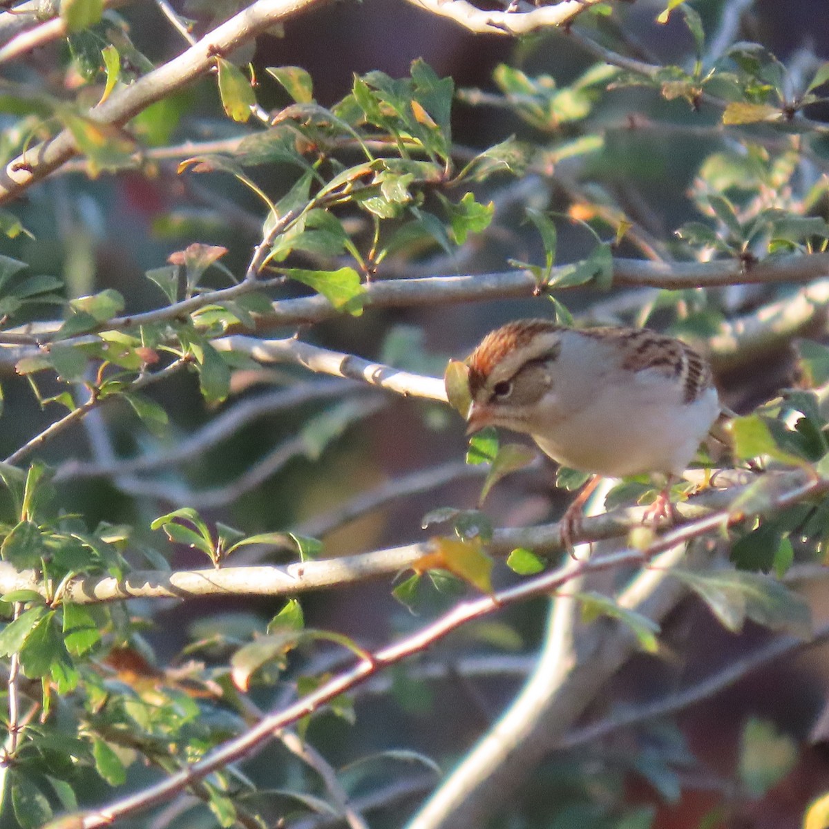 Chipping Sparrow - ML643747357