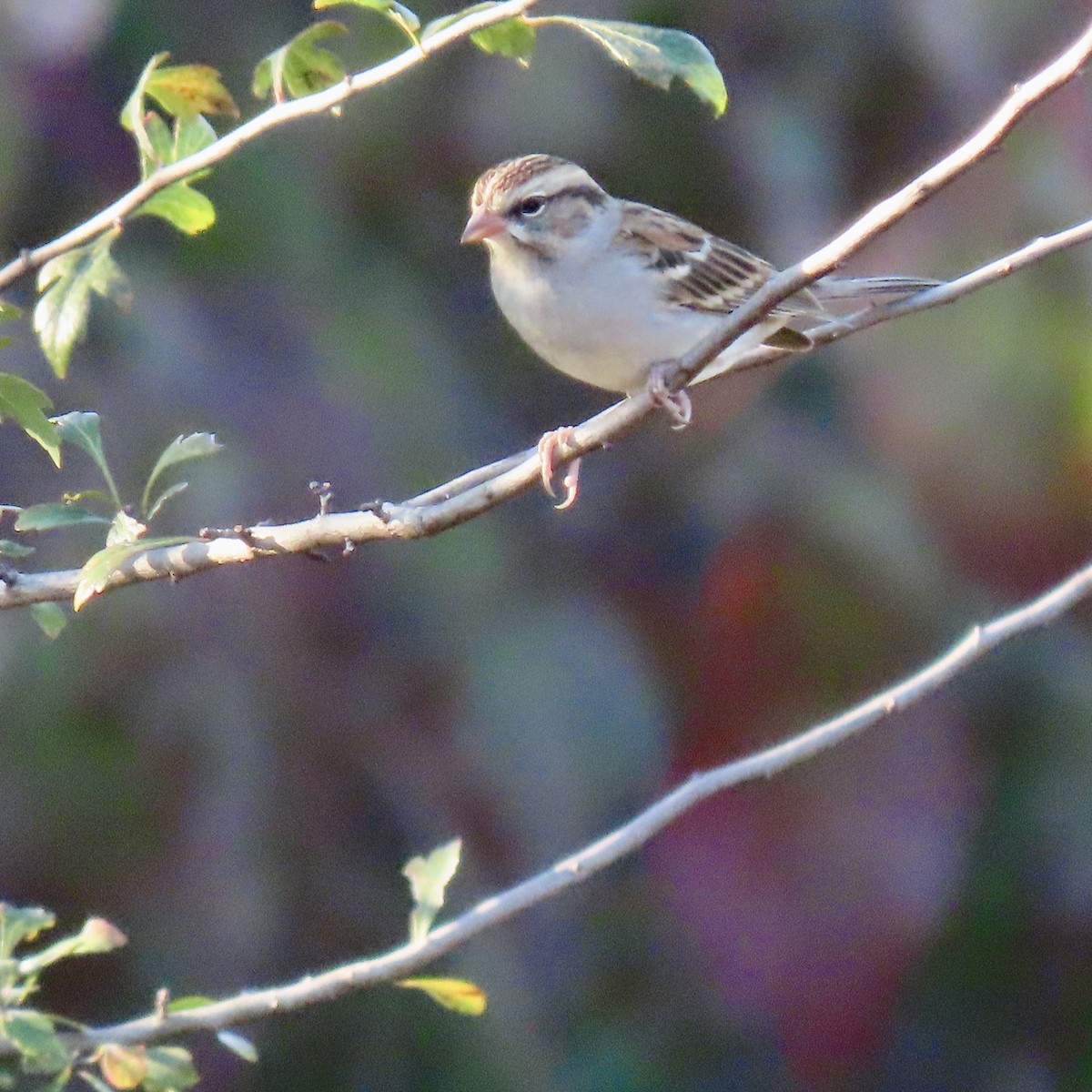 Chipping Sparrow - ML643747358