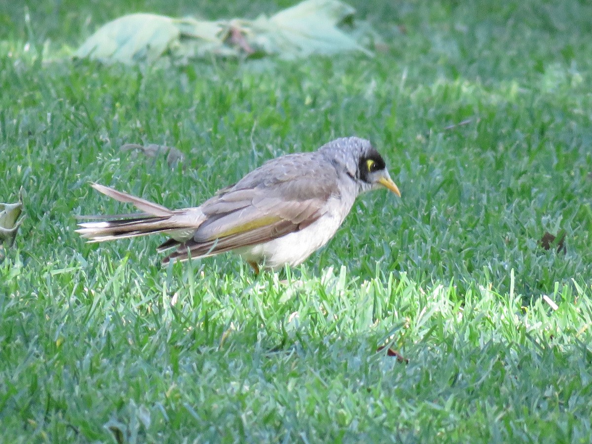 Noisy Miner - ML643747359