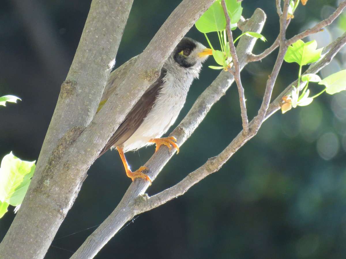 Noisy Miner - ML643747360