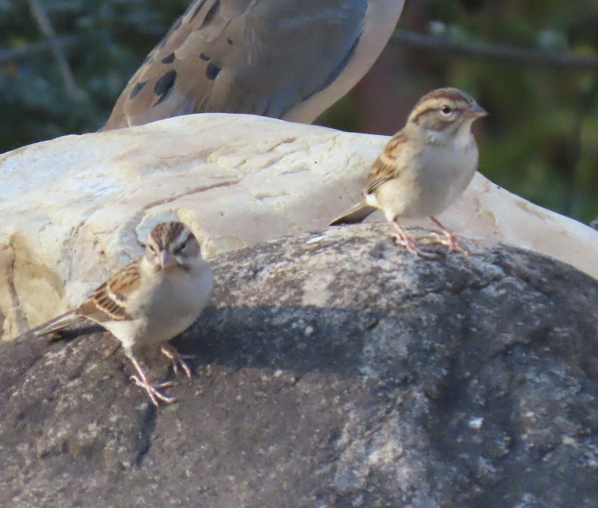 Chipping Sparrow - ML643747361