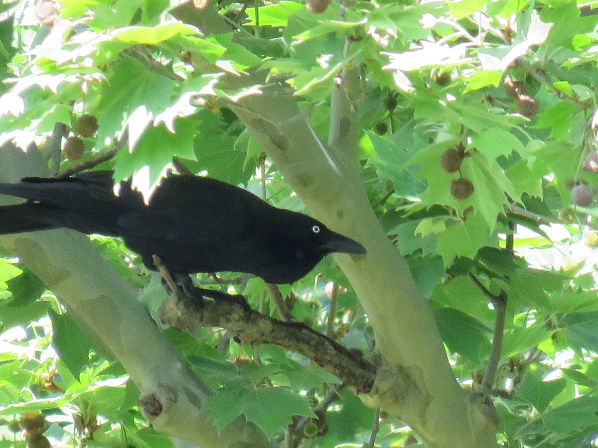 Australian Raven - ML643747366