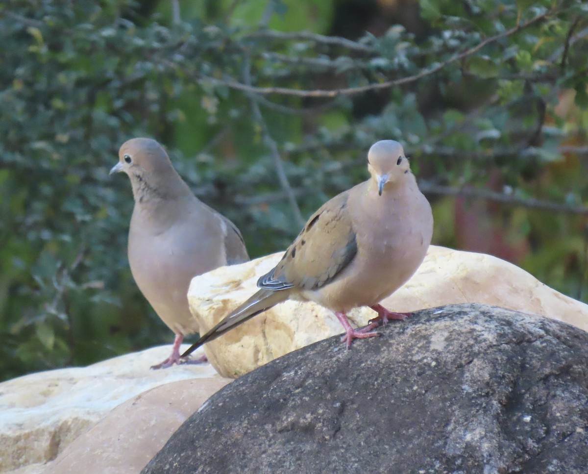 Mourning Dove - ML643747367