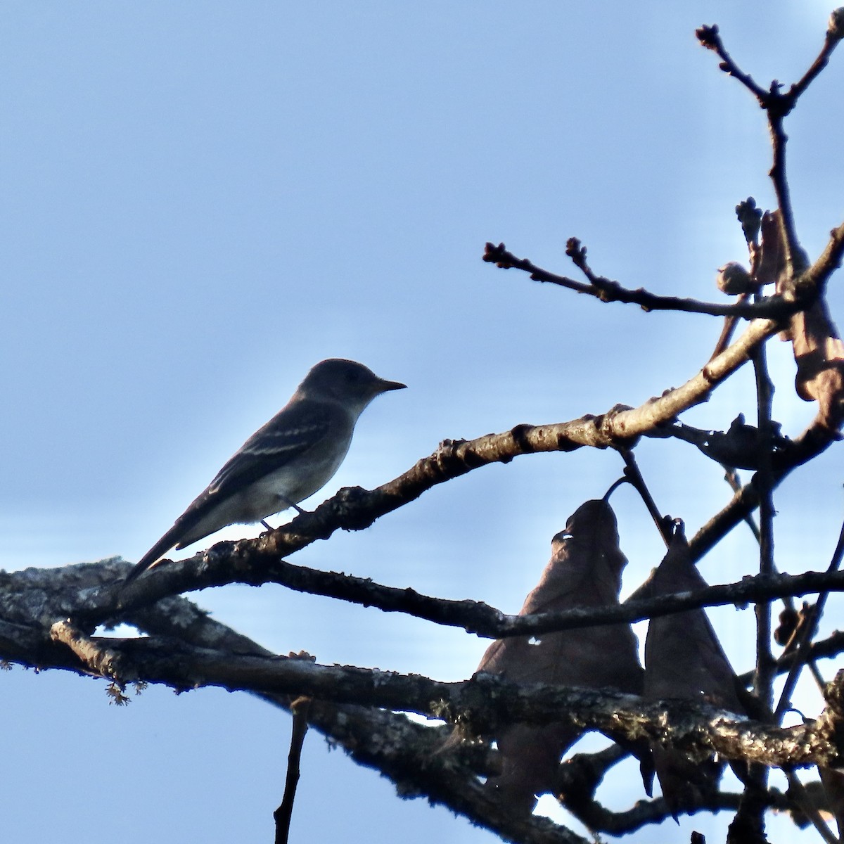 Eastern Wood-Pewee - ML643747369
