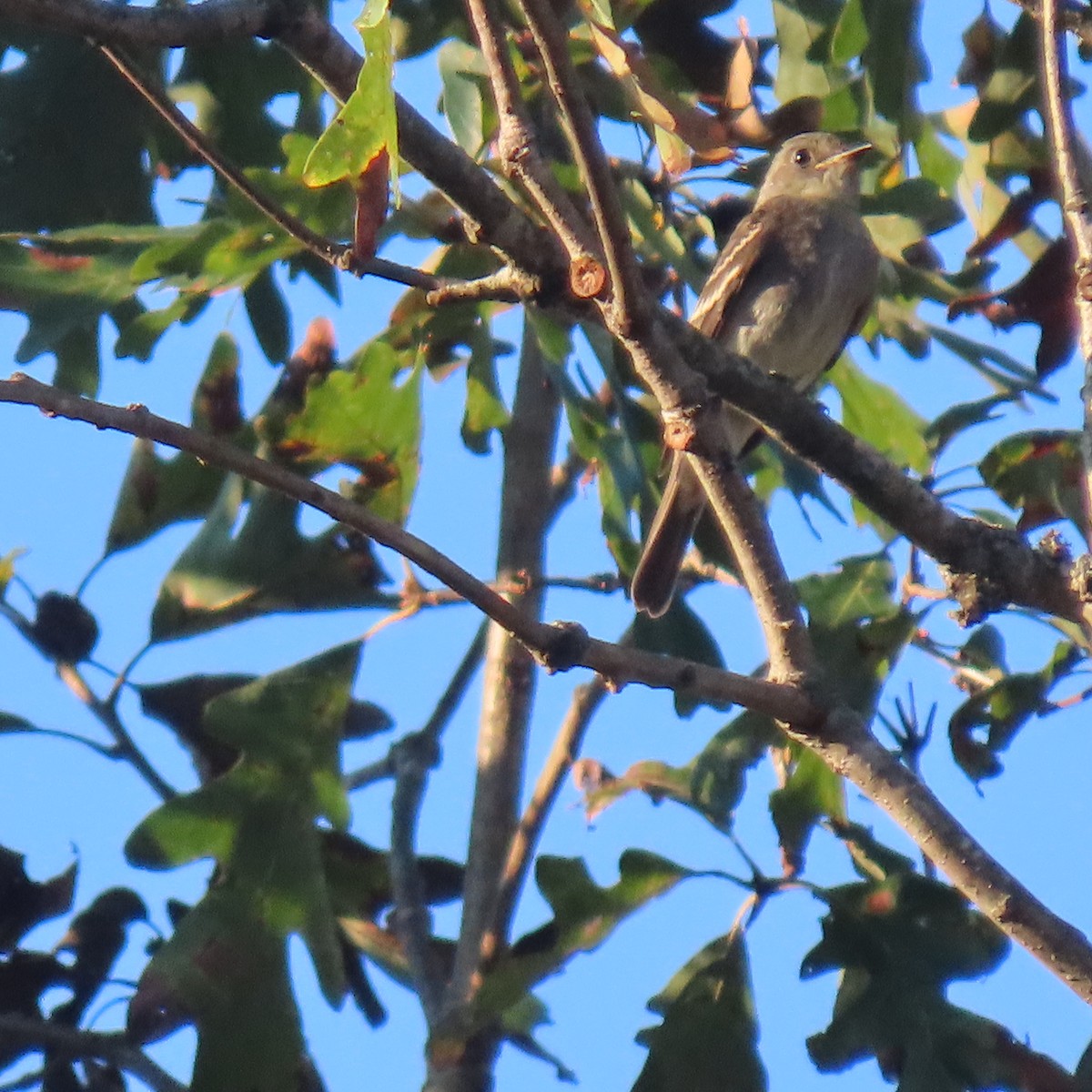 Eastern Wood-Pewee - ML643747370