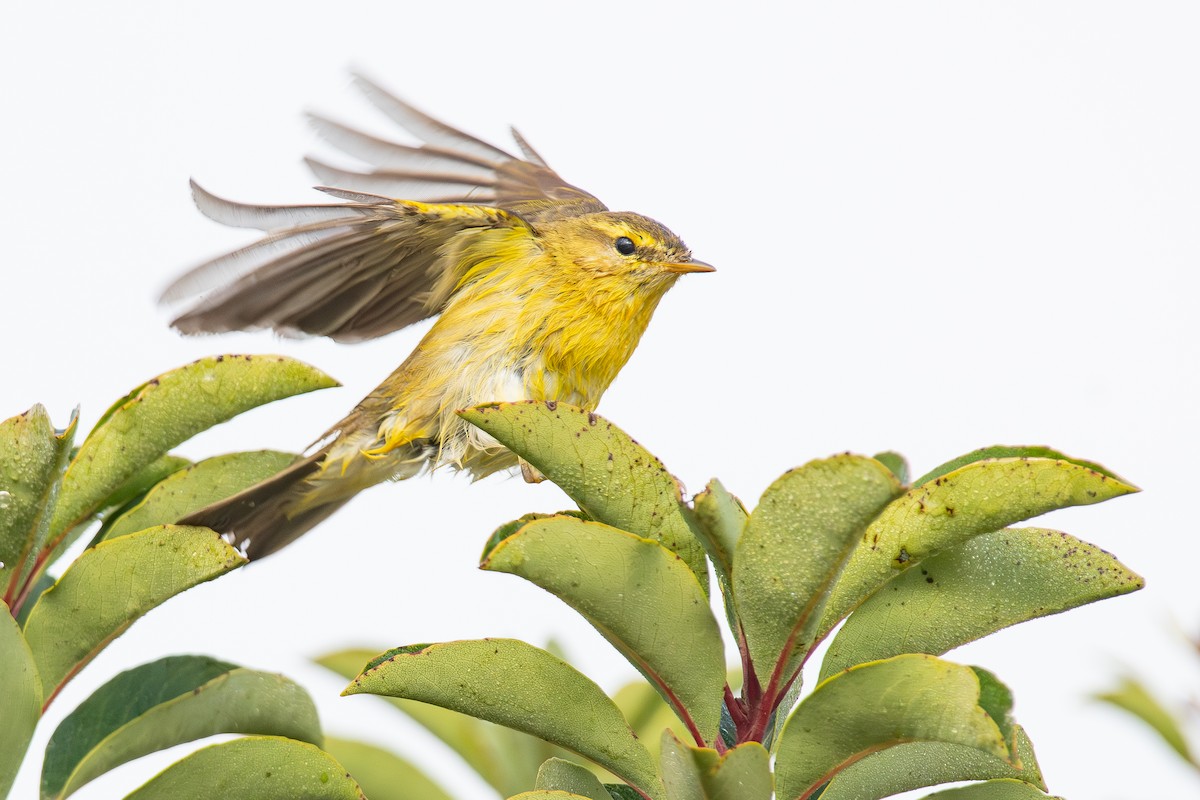 Willow Warbler - ML643747401