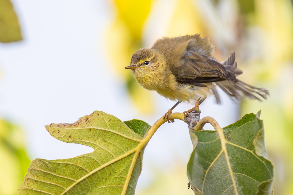 Willow Warbler - ML643747402
