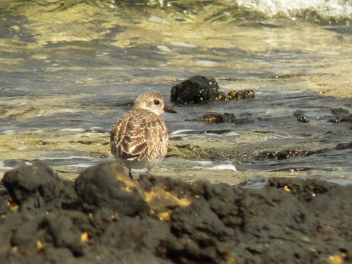 Pivieressa - ML643747405