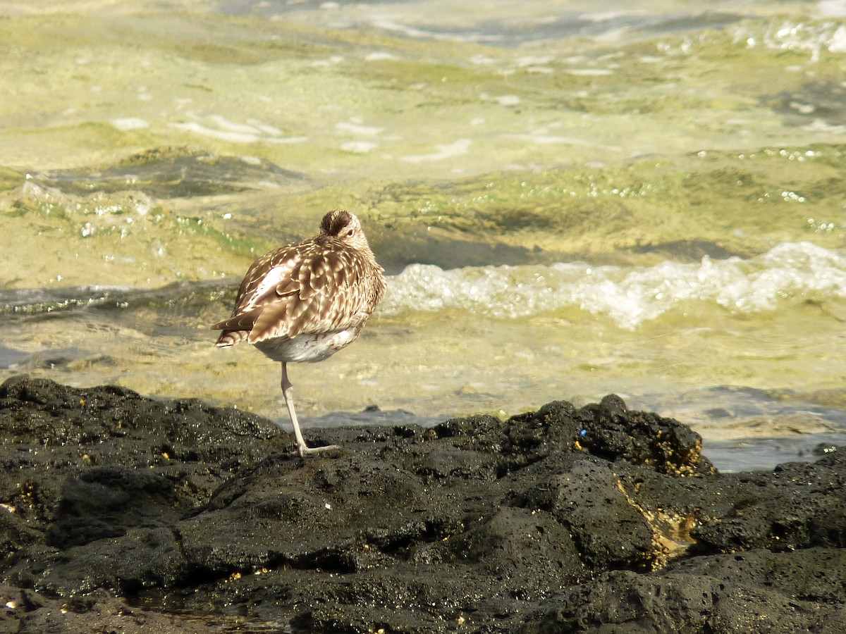 Chiurlo piccolo - ML643747408