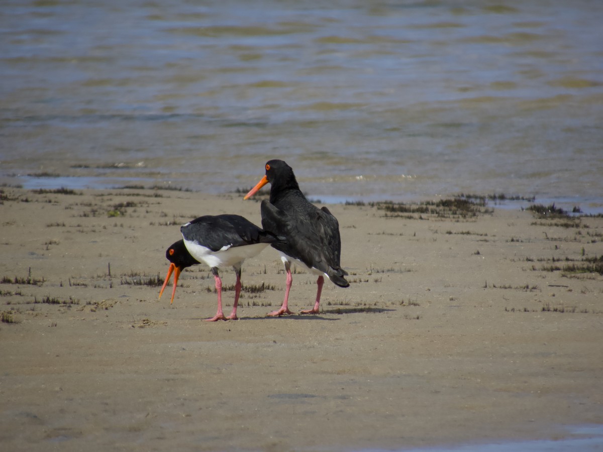 ústřičník dlouhozobý - ML643747414