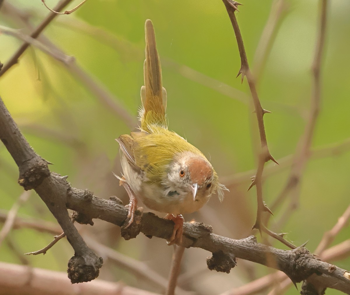 Common Tailorbird - ML643747421