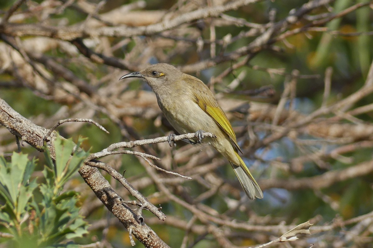 Brown Honeyeater - ML643747425