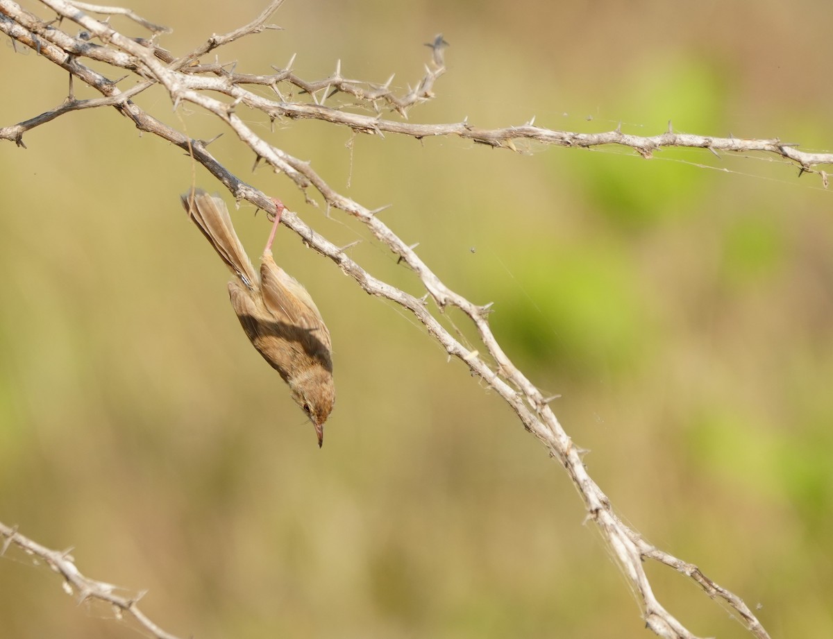 Rufous-fronted Prinia - ML643747435