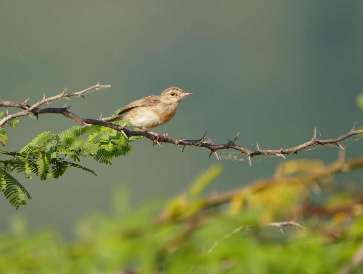 Rufous-fronted Prinia - ML643747436