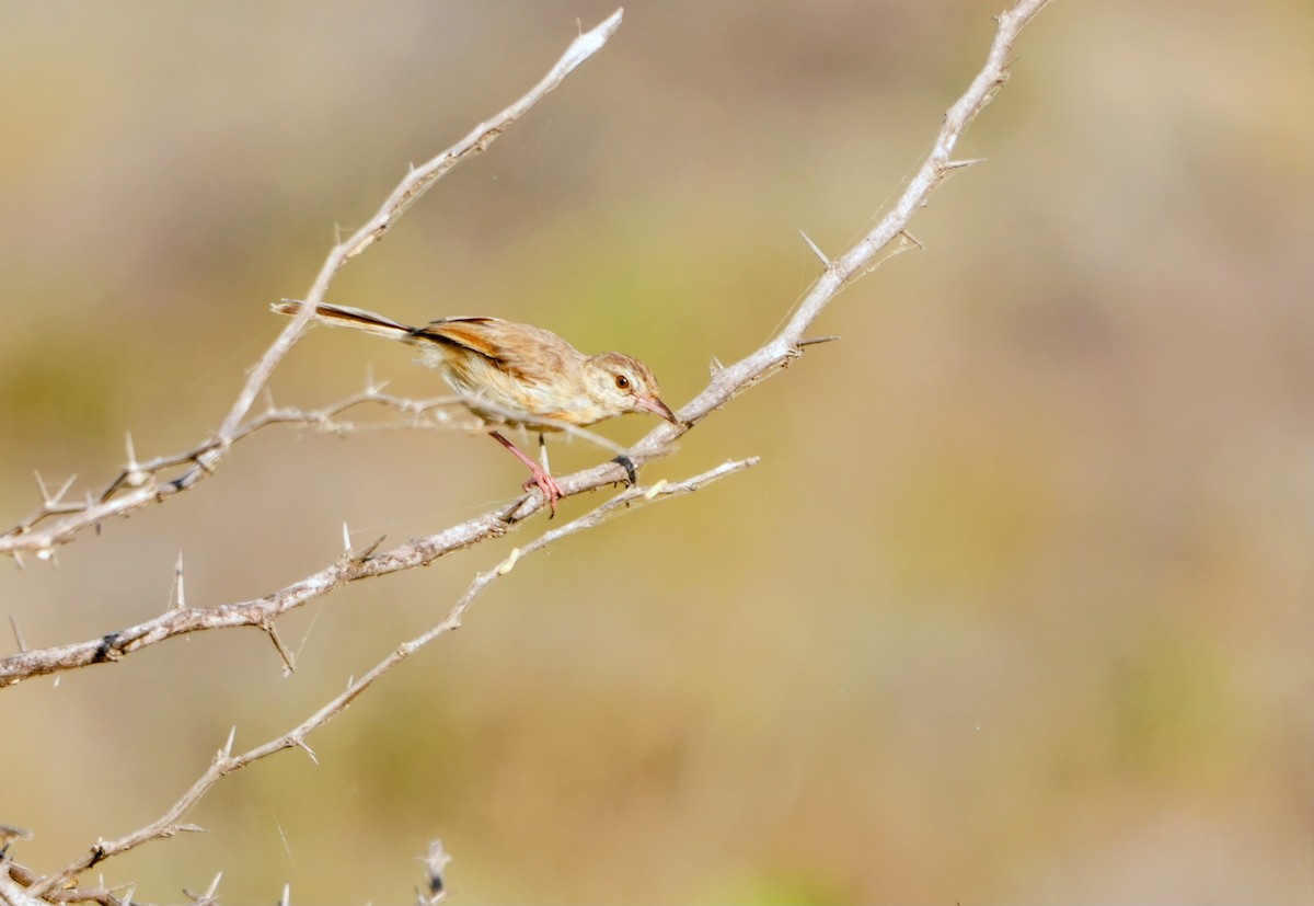 Rufous-fronted Prinia - ML643747437