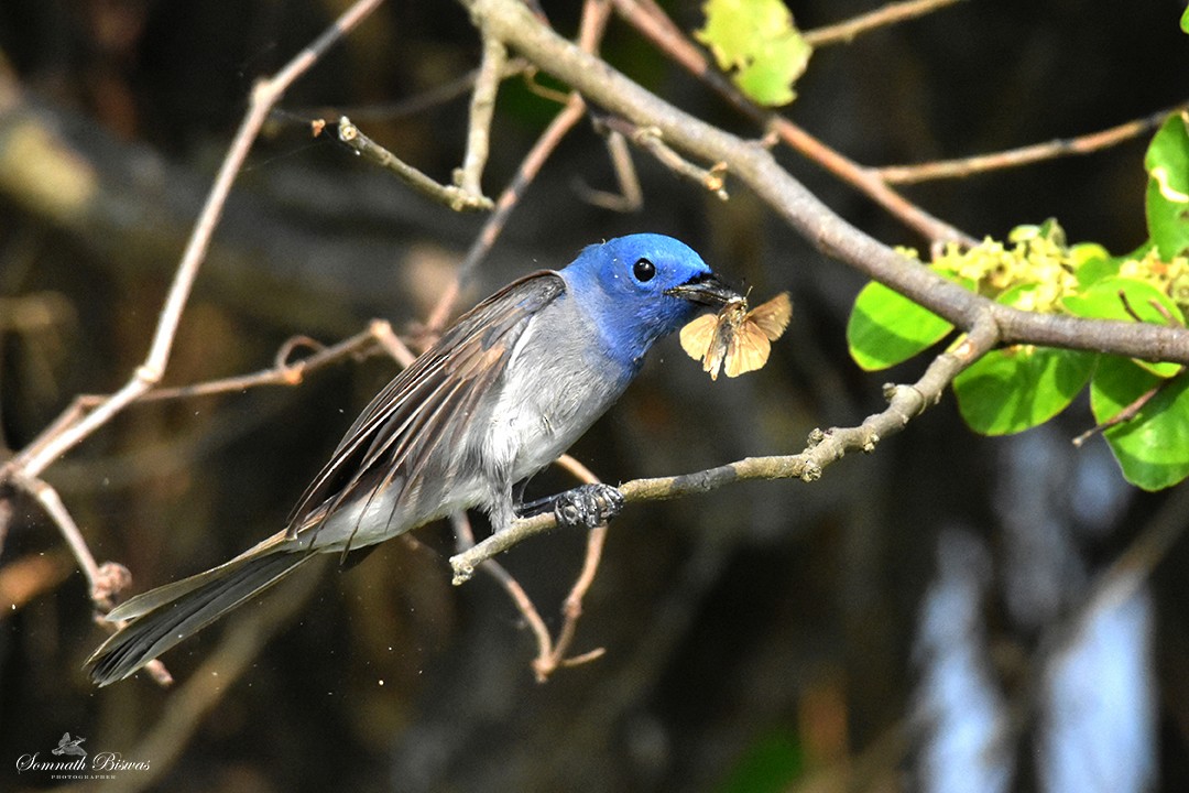 Black-naped Monarch - ML643747444