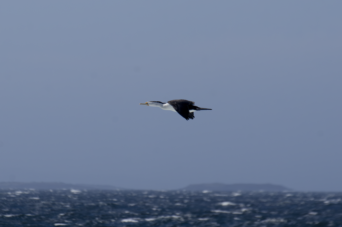 Pied Cormorant - ML643747446