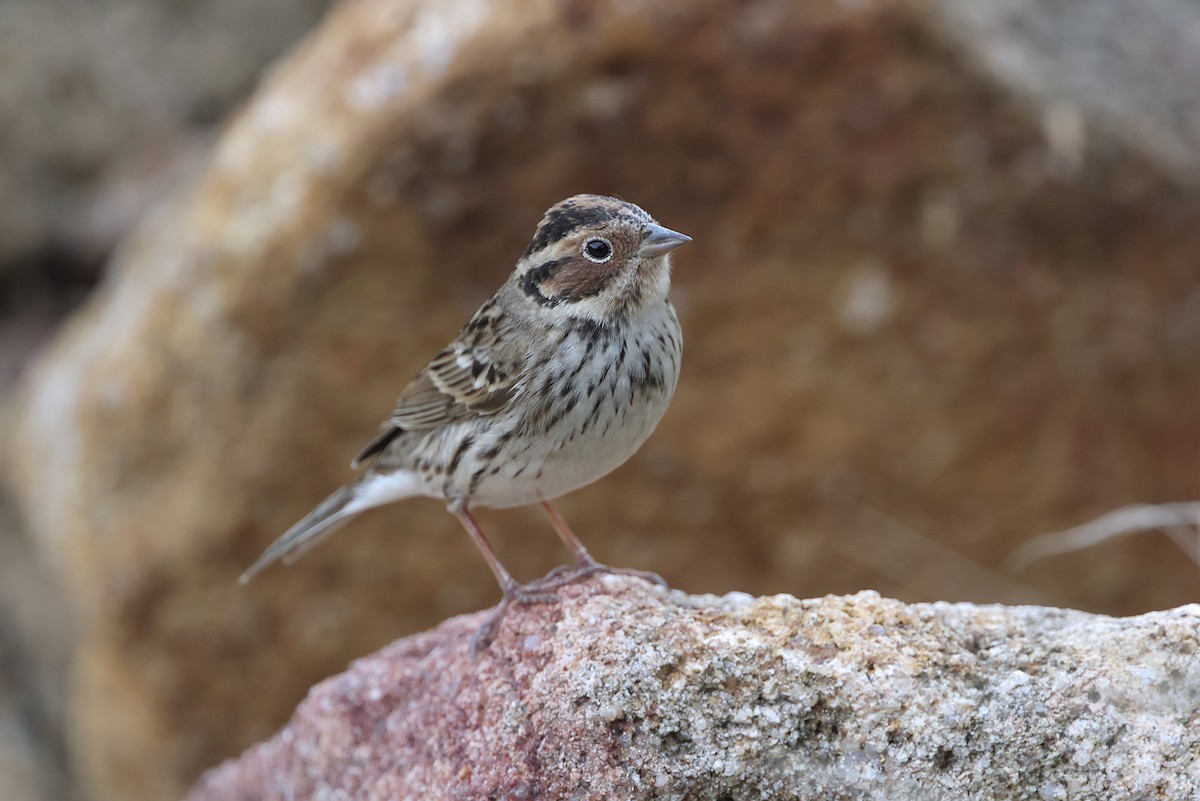 Овсянка-крошка - ML643747455