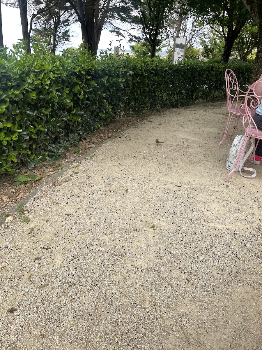 אדום חזה - ML643747458