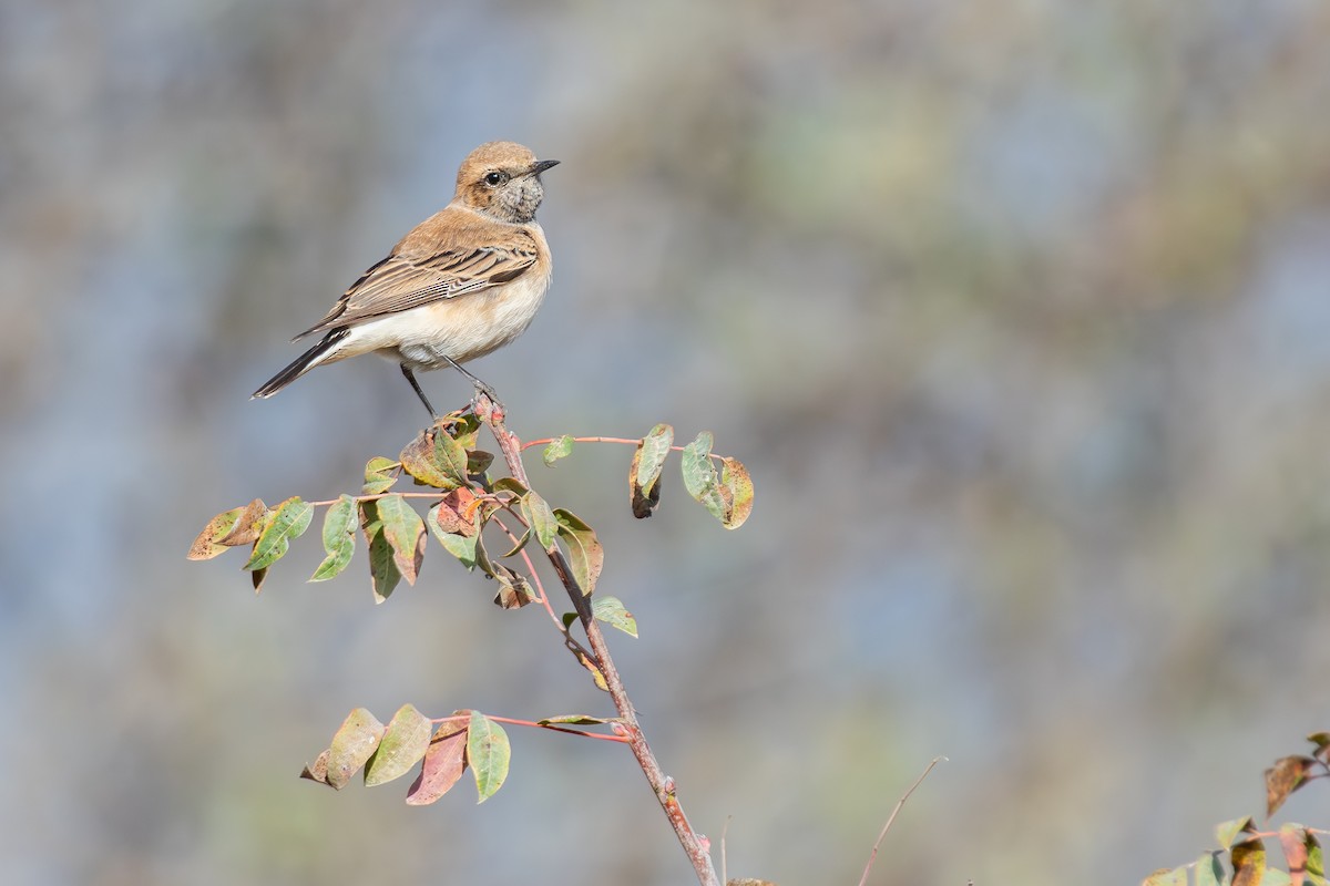 Eastern Black-eared Wheatear - ML643747462