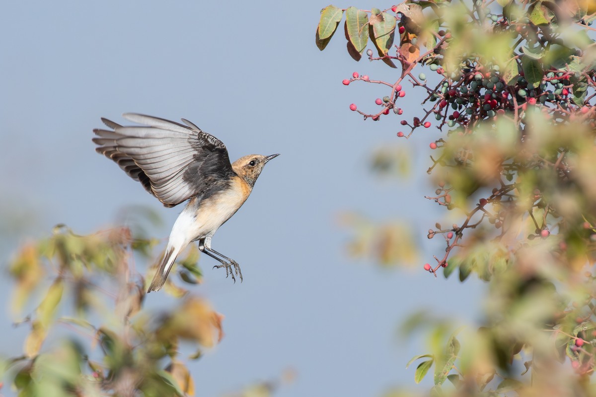 Eastern Black-eared Wheatear - ML643747463