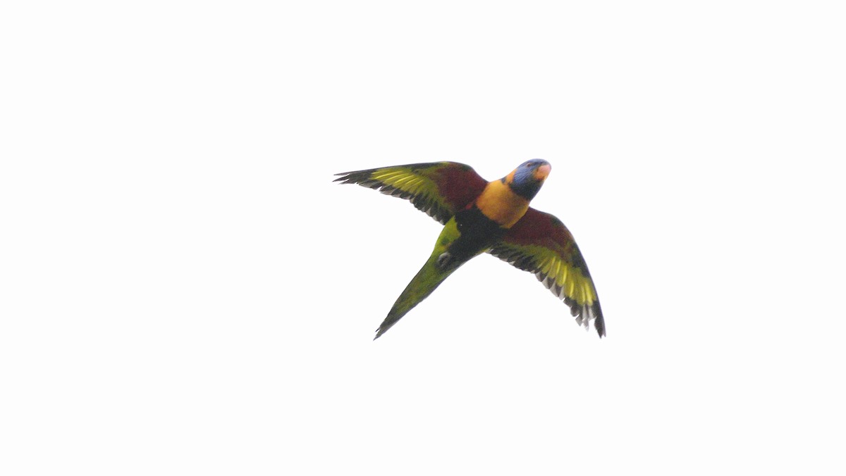 Red-collared Lorikeet - ML643747479