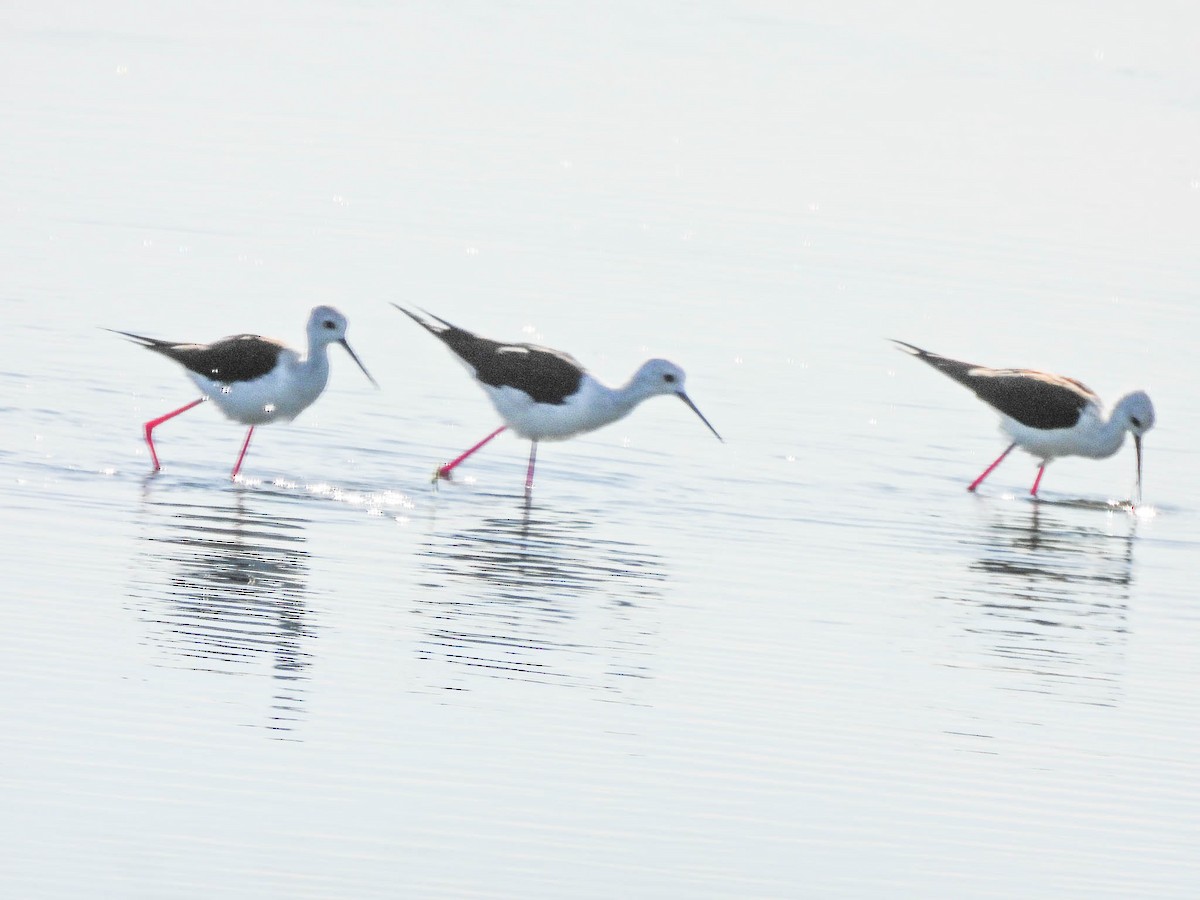 Black-winged Stilt - ML643747480