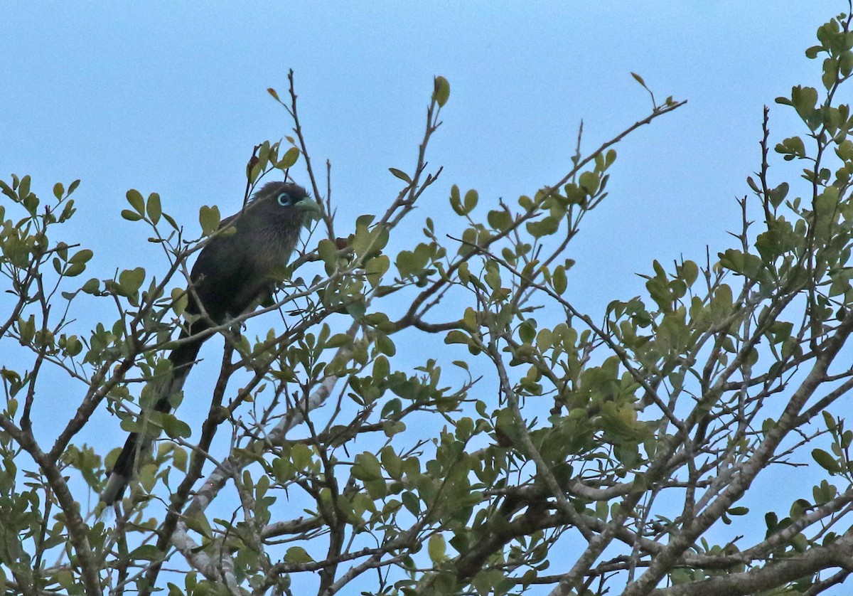 Blauringkuckuck - ML643747487