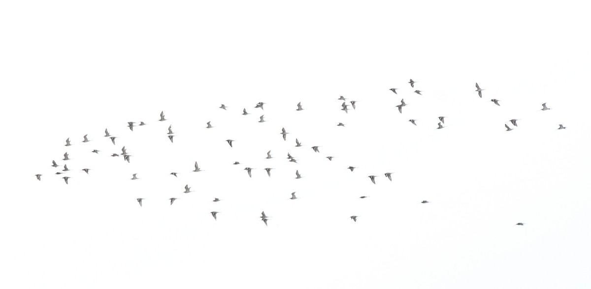 Black-tailed Godwit - ML643747492