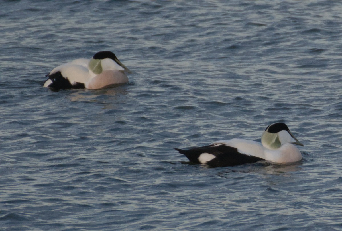 Common Eider - ML643747497