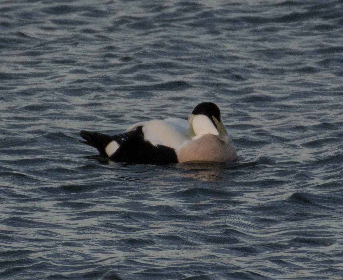 Common Eider - ML643747498