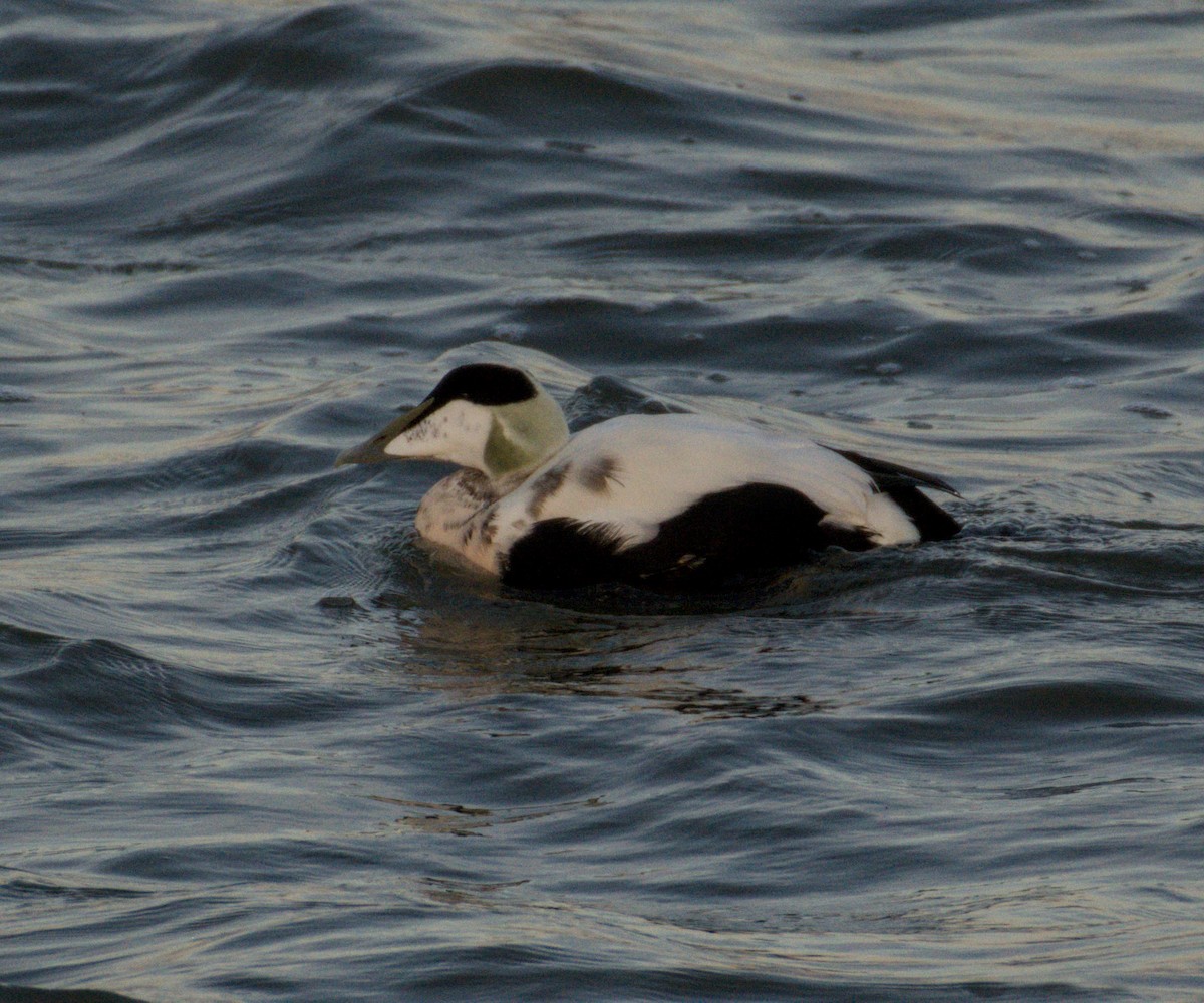 Common Eider - ML643747499