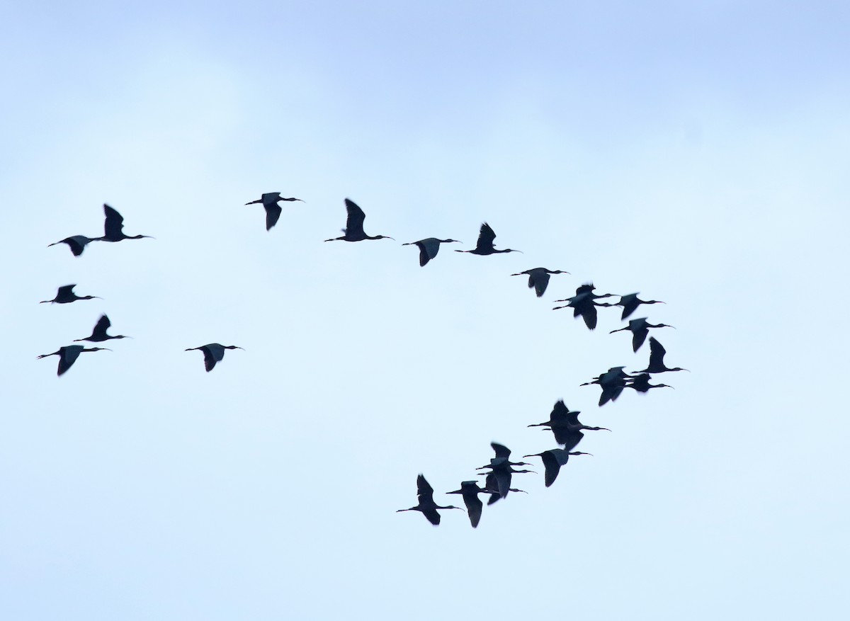 Glossy Ibis - ML643747500