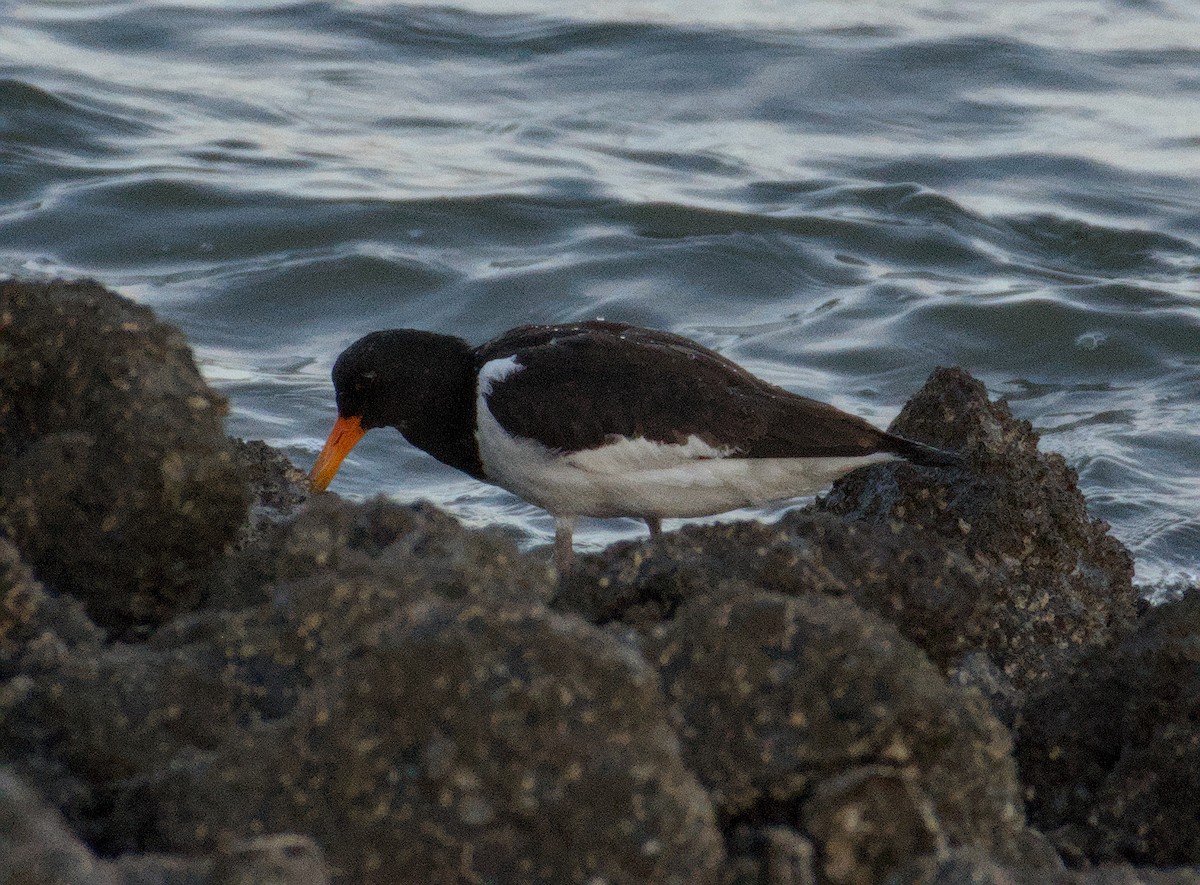 Eurasian Oystercatcher - ML643747502