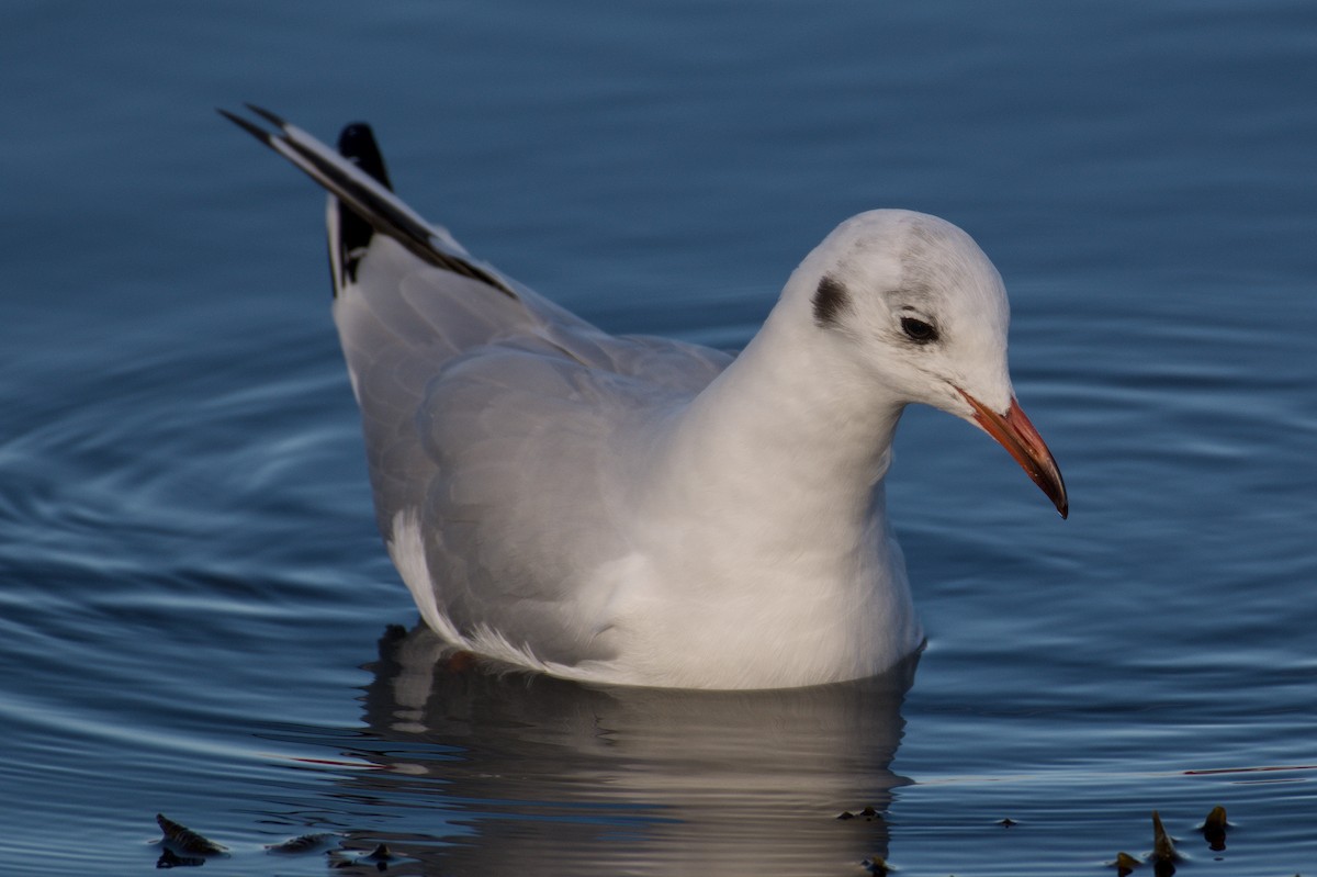 Black-headed Gull - ML643747505