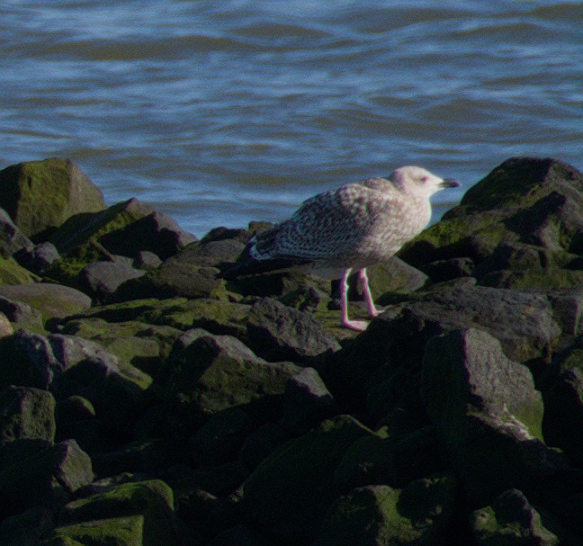 European Herring Gull - ML643747508