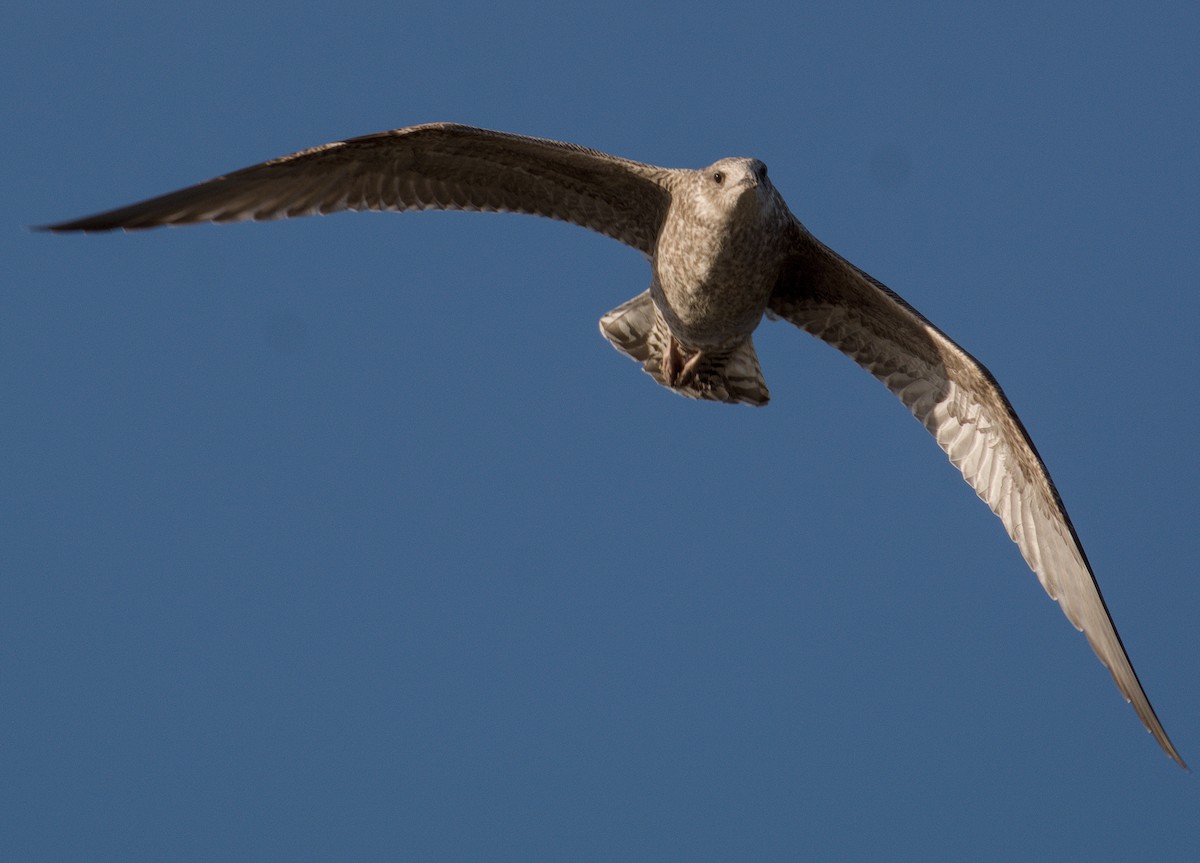 European Herring Gull - ML643747509