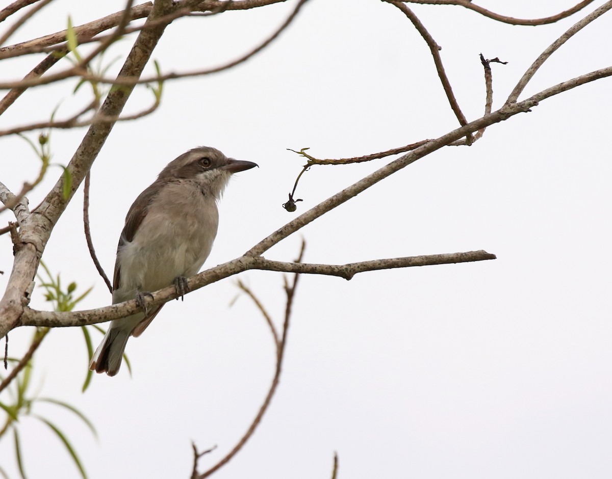 スリランカサンショウクイ - ML643747512