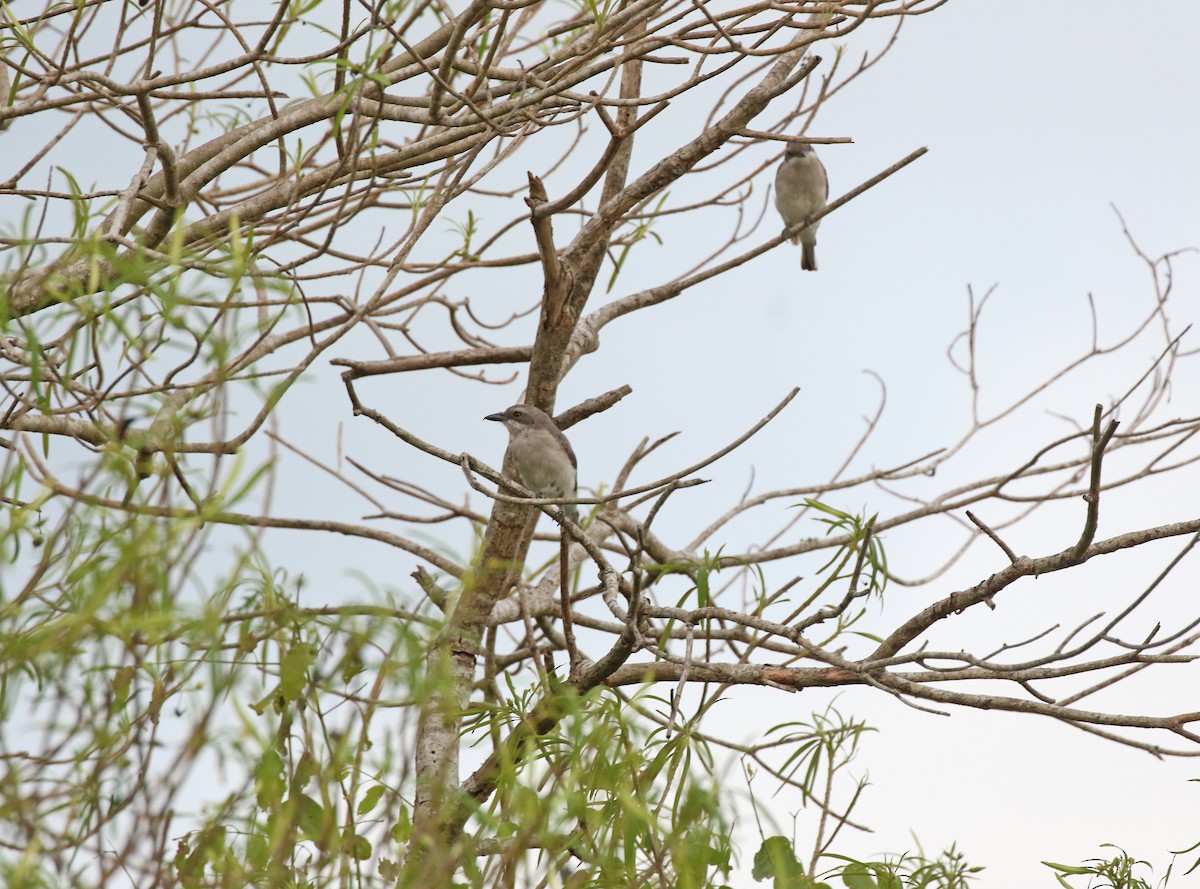 スリランカサンショウクイ - ML643747513